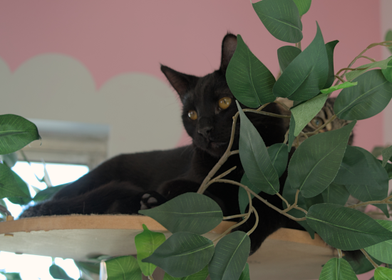 The House Cat Cafe (Soft Opening)