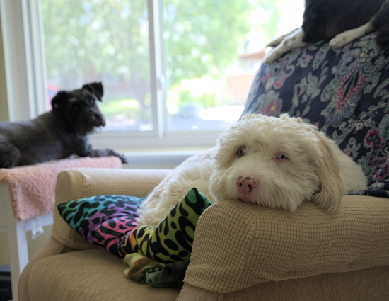 “The Dogs”