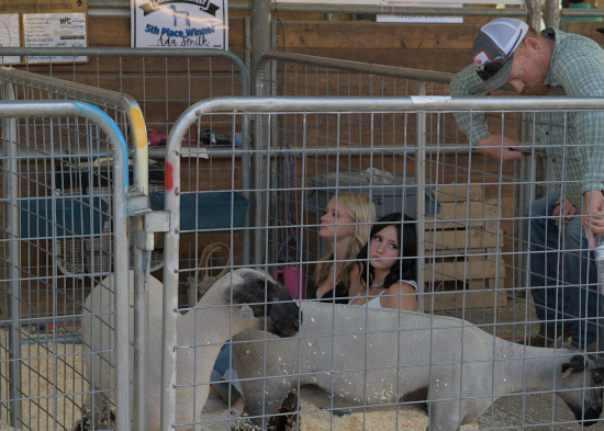 Weber County Fair & Stuff